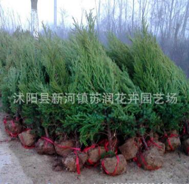 基地批發(fā)檜柏塔柏 蜀檜小苗 綠化工程苗木 規(guī)格齊全品種齊全