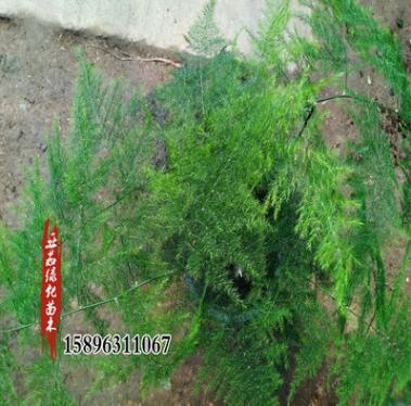 苗圃批發(fā)文竹盆栽苗可水培文竹客廳陽臺辦公室觀葉綠植盆景苗