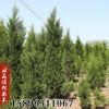 苗圃批發檜柏苗蜀檜小苗園林道路小區綠化工程四季常青苗規格全