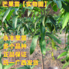 果苗 果樹苗 芒果苗 金煌芒 臺農一號 紅貴妃 凱特 四季蜜芒