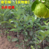 果樹苗 果苗 四季珍珠番石榴 種植當年結果