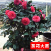 茶花盆栽 茶花樹苗當年開花植物高檔室內(nèi)盆栽盆景綠植花卉山茶