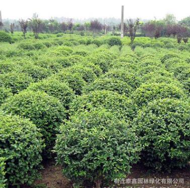 小葉黃楊球批發(fā)工程綠化苗木常綠灌木花卉瓜子黃楊球 黃楊苗