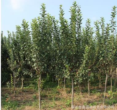 西府海棠樹苗批發(fā)市政園林工程綠化苗木庭院觀賞西府海棠花苗
