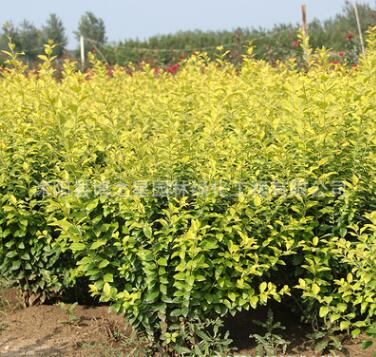 工程綠化苗木金葉女貞球 色塊綠籬植物金葉女貞球苗規格齊全