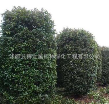 紅葉石楠柱批發園林精品盆景灌木花卉綠化苗木高桿紅葉石楠苗
