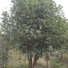 大小規格桂花3基地