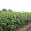 桂花樹苗 實(shí)生桂花小苗 桂花盆栽 地栽苗 四季桂金桂丹桂沉香桂