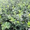 批發庭院爬藤植物扶芳藤 大葉扶芳藤 苗木基地