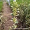 批發工程綠化苗金邊黃楊 綠化苗木金邊黃楊苗 規格齊全