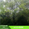 廠家批發(fā)香樟樹苗 香樟樹樹苗專供 護坡綠化 濕地綠化香樟樹
