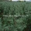 藍冰柏地栽苗批發 彩葉觀葉植物 圣誕樹首選 色塊觀賞樹種