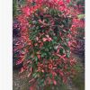 直供紅葉石楠柱高1-1.5米紅葉石楠柱園林綠化景點灌木批發