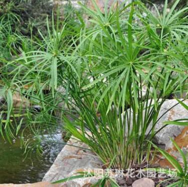 供應水生植物 旱傘草 風車草 水竹草盆栽 公園水體綠化