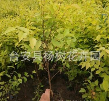 全國銷售耐寒地被花卉木本綠化工程苗木金葉榆（杯苗）適合做綠籬