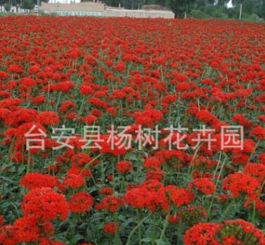 全國大量供應(yīng)耐寒宿根花卉多年生草本花卉剪秋蘿適合花海工程綠化