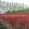 直銷批發紅楓小苗 嫁接小苗 日本紅楓 保證品種