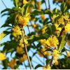 供應(yīng)四季常青 八月金桂大苗 嫁接桂花 桂花樹