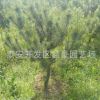 現(xiàn)貨出售1米油松樹(shù)苗 規(guī)格齊全價(jià)格低廉 1米以上油松樹(shù)苗價(jià)格