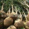 3公分石榴樹苗批發(fā) 果石榴泰山紅石榴軟籽石榴樹苗