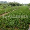 出售30公分高度以上的龍柏樹(shù)苗 冠幅漂亮價(jià)格低廉
