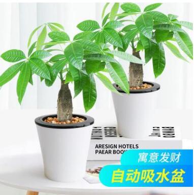 發(fā)財(cái)樹(shù)真花盆栽辦公室內(nèi)水培植物庭院客廳水養(yǎng)懶人花