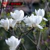 供應綠化苗木白玉蘭2-8-10-18公分大白玉蘭樹 白玉蘭苗基地