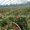 批發觀賞藤本月季花苗 月季花苗大花 歐月藤本月季苗歐月小苗
