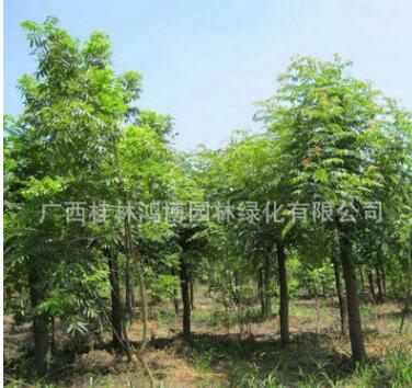 特價供應(yīng)馬褂木 截桿馬褂木 馬褂木景觀樹 可做庭院布置