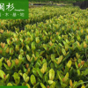 龍船花（仙丹）廠家直銷批發地被袋苗綠植 行道庭院園林綠化景觀