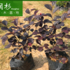 紅花檵木地被袋苗綠植批發 廠家直銷行道庭院園林景觀綠化工程苗