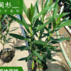 夾竹桃苗 福建漳州基地 大量批發 規格齊全 市政工程供應
