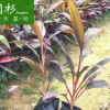 亮葉朱蕉行道庭院園林綠化景觀工程苗木 廠家直銷批發地被小袋苗