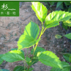 福建青葉扶桑（朱瑾）廠家直銷批發地被小袋苗 行道庭院園林綠化 舉報