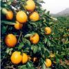 湖南果苗橙子樹苗 反季節(jié)水果 夏橙苗 新品種批發(fā)價(jià)格