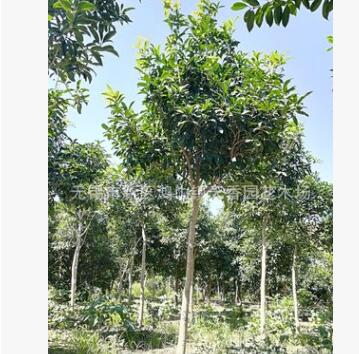 200天開花日香桂花卉種苗綠化苗 高單干桂花小苗