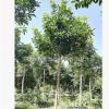 200天開花日香桂花卉種苗綠化苗 高單干桂花小苗