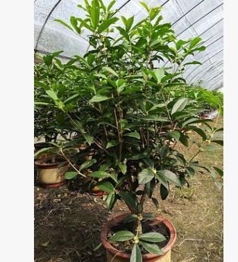 廠家直銷供應200天開花日香桂盆景