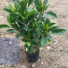 非洲茉莉地被袋苗綠植批發 廠家直銷行道庭院園林景觀綠化工程苗 舉報