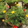 太陽花重瓣盆栽花苗植物宿根松開花不斷不怕曬 葉牡丹 半支蓮