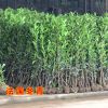 法國冬青 法青 日本冬青珊瑚樹 庭院籬笆墻 四季常青 樹木批發