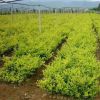 金森女貞小苗 規(guī)格全 金森女貞床苗 觀葉植物 工程綠化小苗