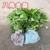 基地批發(fā)工程綠化苗木八角金盤 優(yōu)質(zhì)八角金盤小苗 量大優(yōu)惠