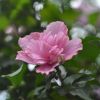 基地直銷木槿 平條 叢生木槿 庭院綠化 工程綠化 量大優(yōu)惠易成活