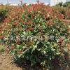 大量批發(fā)紅葉石楠球 花灌木 基地苗圃直銷 規(guī)格多現(xiàn)貨石楠球苗木