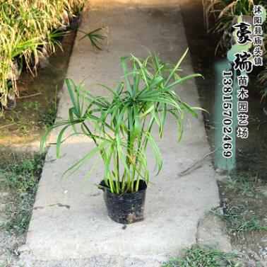 瑞豪苗木 批發水生植物 旱傘草 風車草水竹草小苗 質優價廉