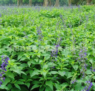 批發(fā)花草鼠尾草藍(lán)花鼠尾草 園林綠化花卉藍(lán)花鼠尾草