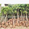 專業(yè)供應(yīng)基地綠化樹 各種規(guī)格桂花樹 行道工程綠化樹苗