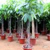 基地直銷大盆發財樹栽 室內綠植客廳植物辦公開業送禮招財樹