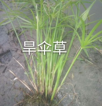 旱傘草.綠化木.基地直銷各種規格水生植物綠化工程用.風車草